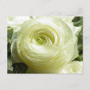 Carte postale Fleurs Beurre Blanche
