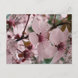 Carte Postale Fleurs Bienheureuses