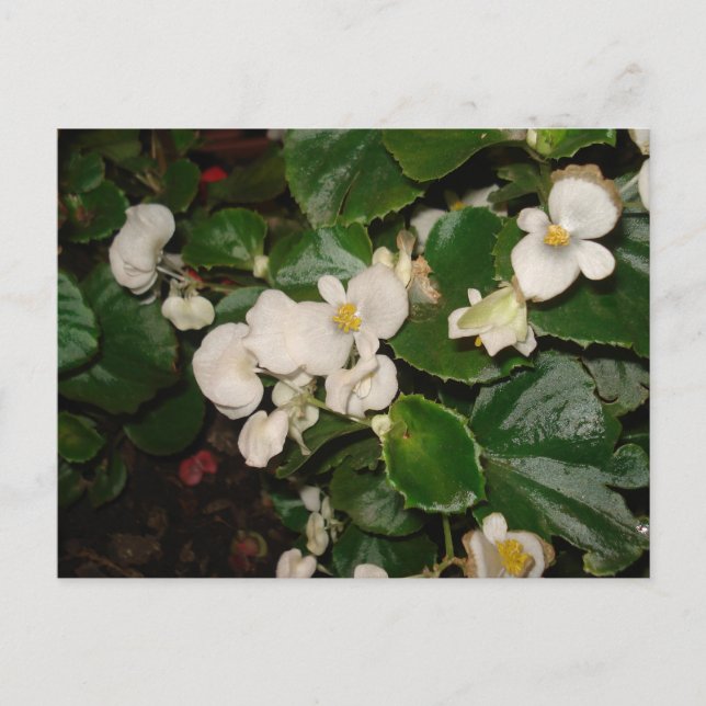 Carte Postale Fleurs blanches (Devant)