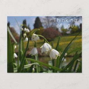 Carte Postale Fleurs blanches avec jardins paysagers en Arrière 