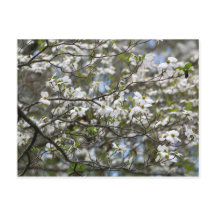 Fleurs blanches de l'arbre à chiens