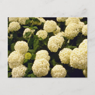Carte Postale fleurs blanches de Marigold
