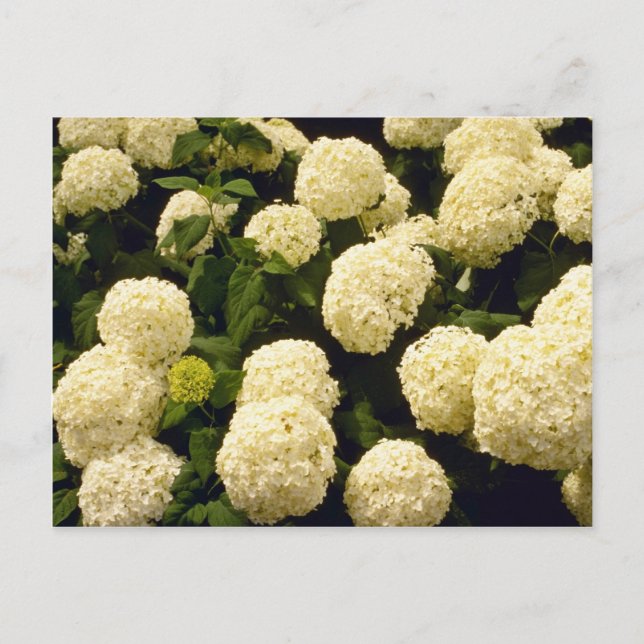 Carte Postale fleurs blanches de Marigold (Devant)