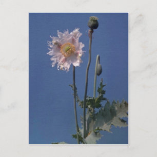 Carte Postale fleurs blanches de pavot à opium (Papaver Somnifer