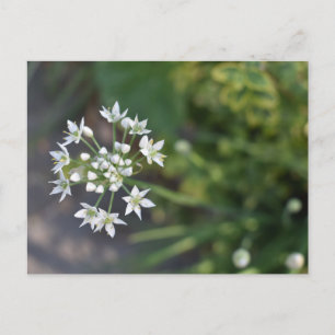 Carte Postale Fleurs blanches délicieuses fleurs florales Photo 