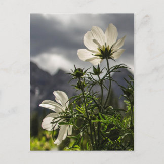 Carte Postale Fleurs blanches et montagnes