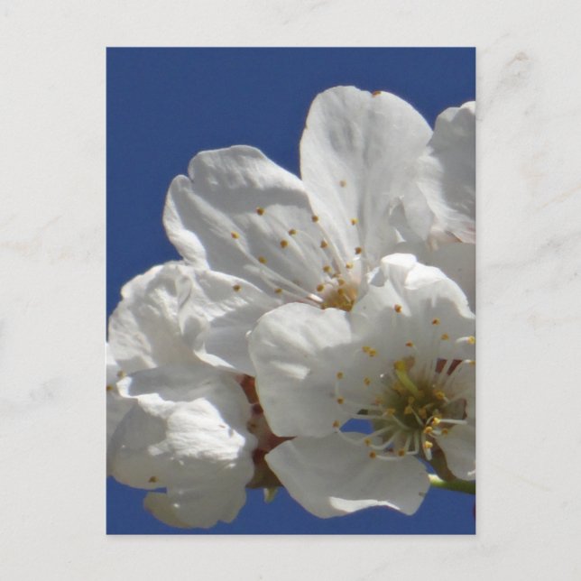Carte Postale Fleurs blanches mignonnes (Devant)