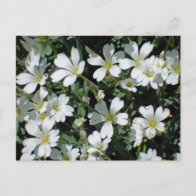 Carte Postale Fleurs blanches un jour brillant (Devant)