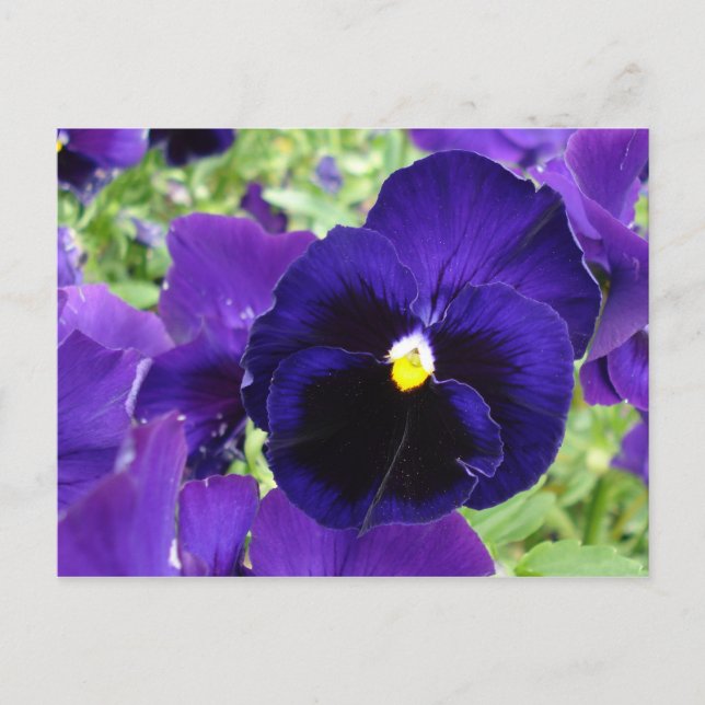 Carte postale "Fleurs bleu foncé" (Devant)