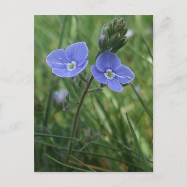 Carte postale Fleurs bleues (Devant)