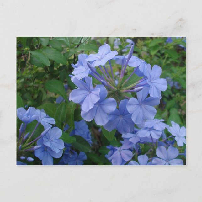 Carte postale - Fleurs bleues (Devant)