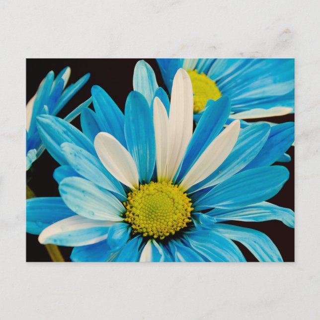 Carte postale Fleurs bleues (Devant)
