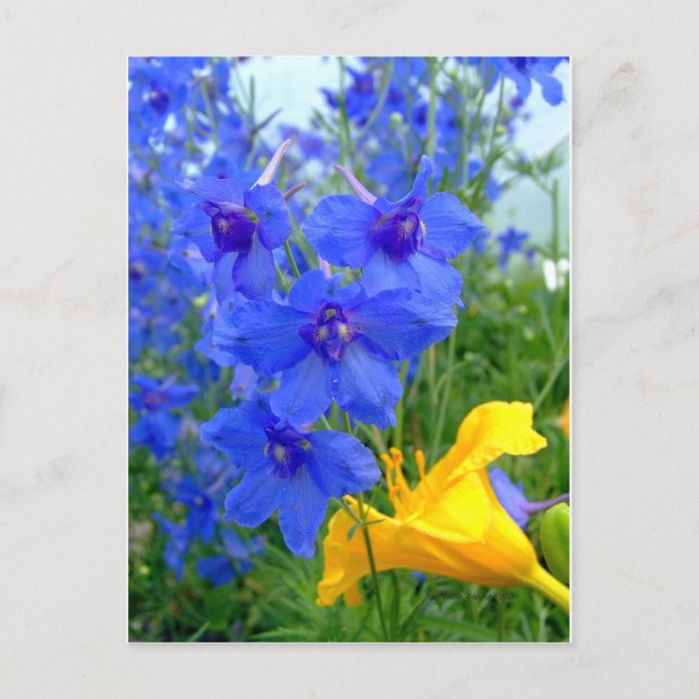 Carte Postale Fleurs bleues et jaunes (Devant)