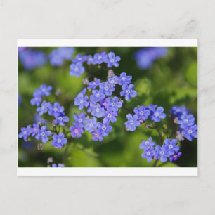 Carte Postale Fleurs Bleues Fleurs Destinées Paix Aimer Vine Par