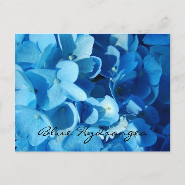 Carte Postale Fleurs bleues, hydrangea (Devant)