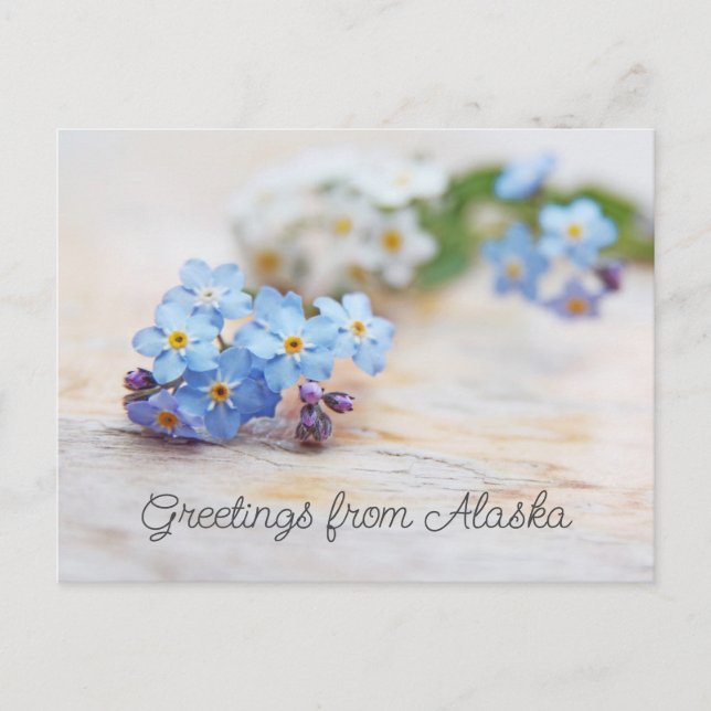 Carte Postale Fleurs bleues Ne m'oubliez pas Salutations d'Alask (Devant)