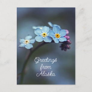 Carte Postale Fleurs Bleues Ne m'oubliez pas Salutations d'Alask