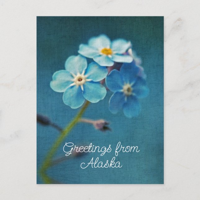 Carte Postale Fleurs bleues Ne m'oubliez pas Salutations d'Alask (Devant)