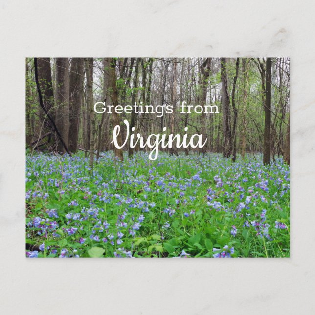 Carte Postale Fleurs Bluebell de l'État de Virginie (Devant)