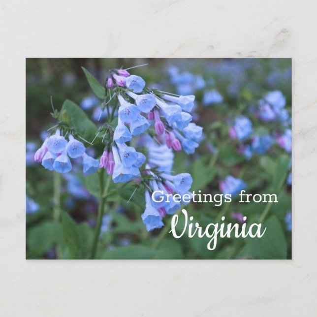 Carte postale Fleurs Bluebell State Virginia (Devant)