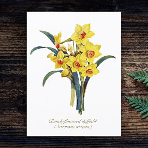 Carte Postale Fleurs Botaniques Vintage Élégantes Jaunes Jonquil