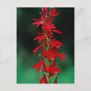 Carte Postale Fleurs cardinales