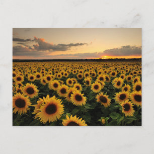 Carte Postale Fleurs Champ de Tournesols