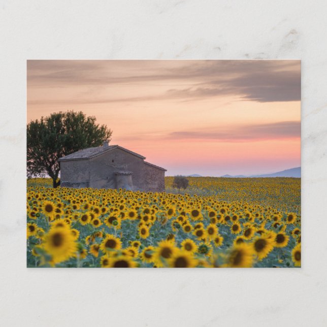 Carte Postale Fleurs | Champ de tournesols Provence, France (Devant)