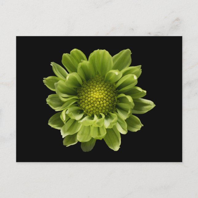 Carte Postale Fleurs | Chrysanthème vert (Devant)
