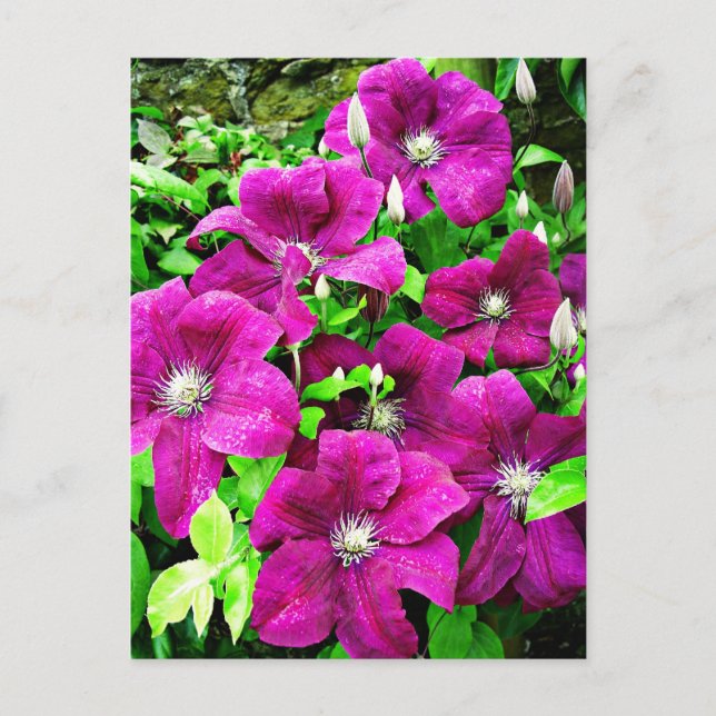 Carte Postale Fleurs Clematis (Devant)