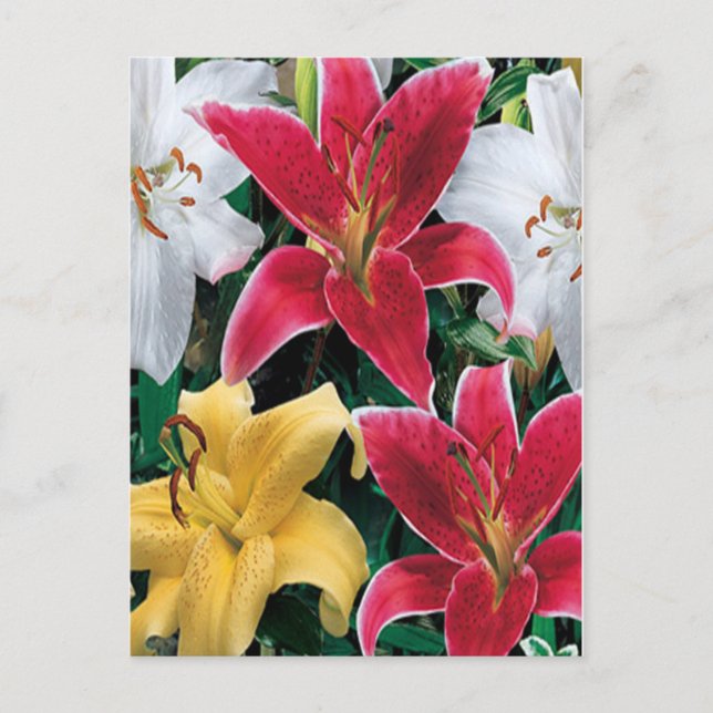 Carte postale Fleurs colorées (Devant)