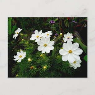 Carte Postale Fleurs Cosmos Blanches