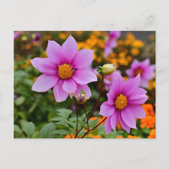 Carte Postale Fleurs dahlia colorées en fleurs (Devant)