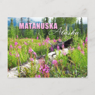 Carte Postale Fleurs d'algues à Matanuska Valley, Alaska