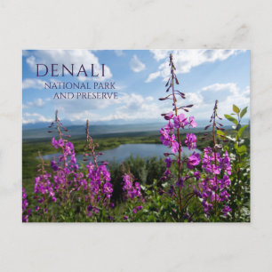 Carte Postale Fleurs d'algues, Wonder Lake Denali NP, Alaska