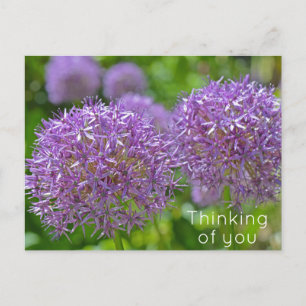 Carte Postale Fleurs d'Allium pourpres qui pensent à vous