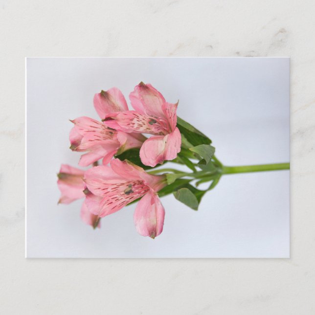 Carte Postale Fleurs d'Alstroemeria (Devant)