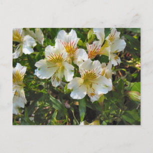 Carte Postale Fleurs d'Alstroemeria