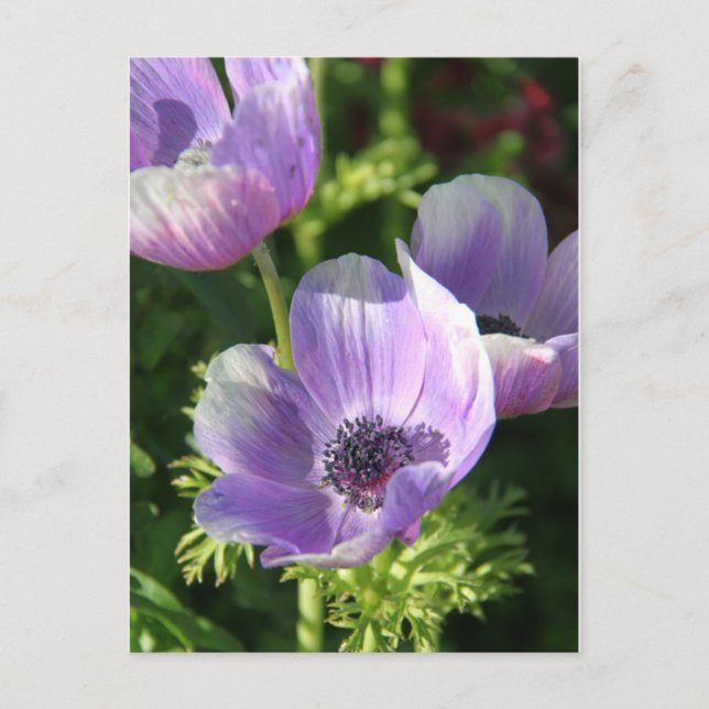 Carte postale Fleurs d'anémones violettes (Devant)