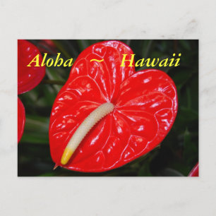 Carte Postale Fleurs d'anthurium rouge hawaïen