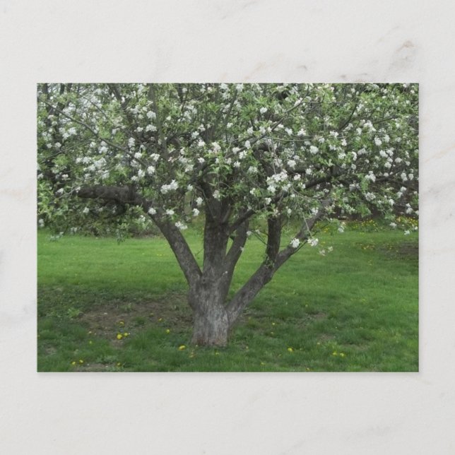 Carte Postale Fleurs d'Apple (Devant)