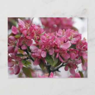 Carte Postale Fleurs d'Apple