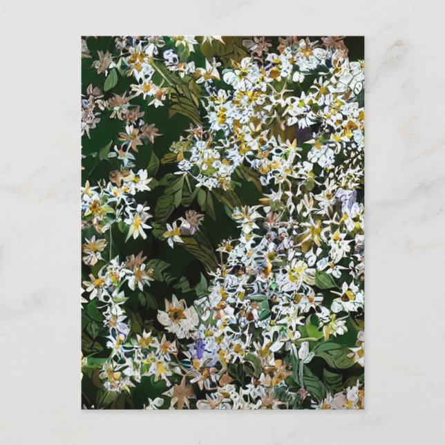 CARTE POSTALE FLEURS D'ASTER (Devant)