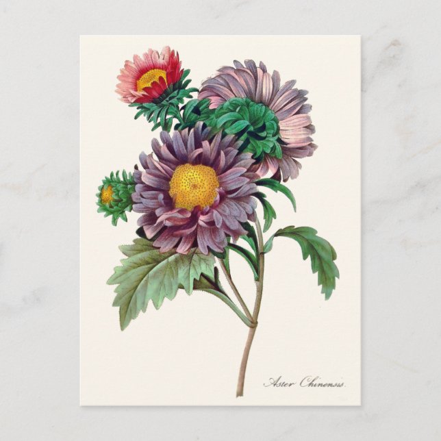 Carte Postale Fleurs d'aster chinoises (Devant)