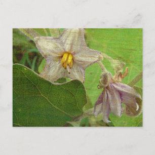 Carte Postale Fleurs d'aubergines