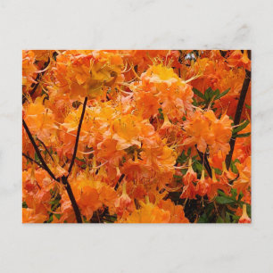 Carte Postale Fleurs d'Azalée Flamboyante