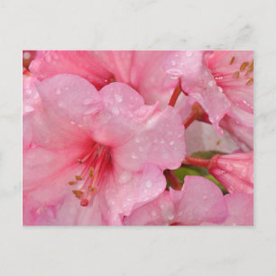 Carte Postale fleurs d'azalée rose