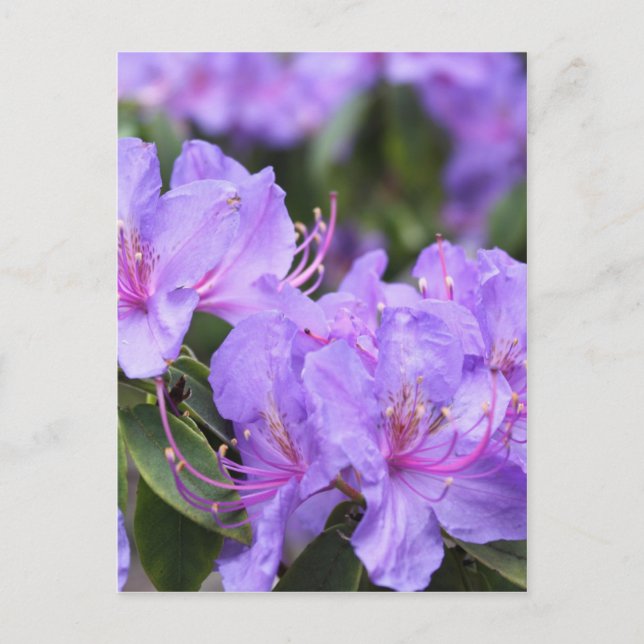 Carte Postale fleurs d'azalée violette 杜 花 鹃 (Devant)