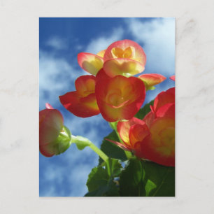 Carte postale Fleurs de Begonia