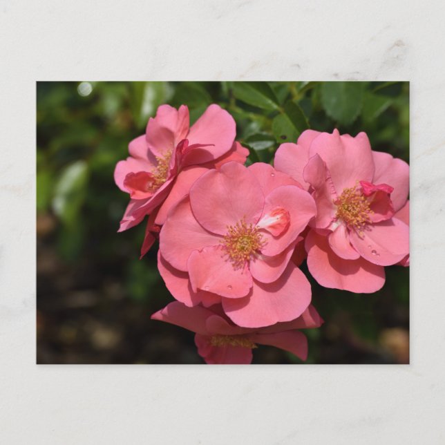Carte Postale Fleurs de Begonia roses (Devant)